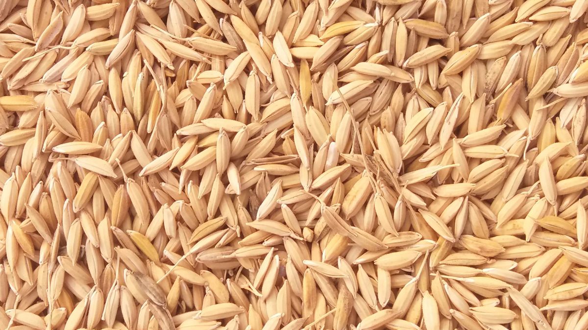 seed